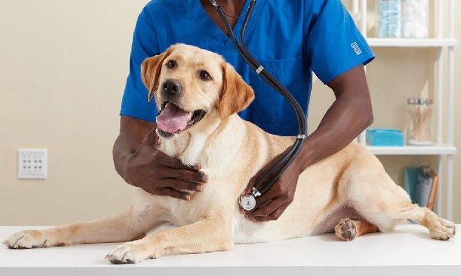 Common Diseases In Dogs